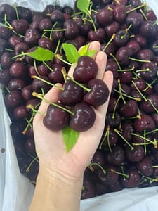 cherry