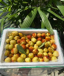 hồng táo (táo tàu)