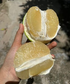 bưởi đường lá cam