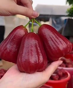 Mận đỏ An Phước