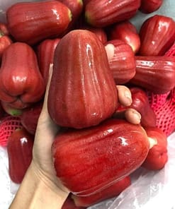 Mận đỏ An Phước