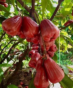 Mận đỏ An Phước