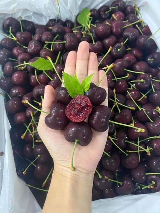cherry